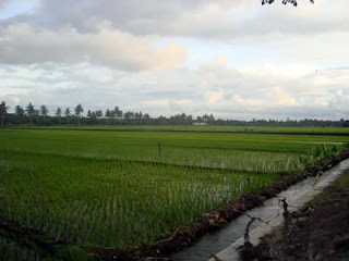 sawah pak tani sawah pak tani sawah pak tani sawah pak tani sawah pak tani sawah pak tani sawah pak tani sawah pak tani sawah pak tani sawah pak tani sawah pak tani sawah pak tani sawah pak tani sawah pak tani sawah pak tani sawah pak tani sawah pak tani