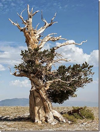 455px-BristleConePine