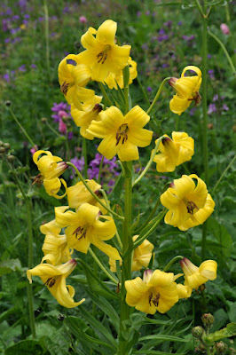 Лилия однобратственная (Lilium monadelphum)