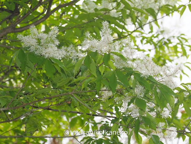 マルバアオダモ