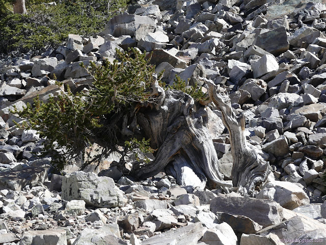 31: bristlecone pine