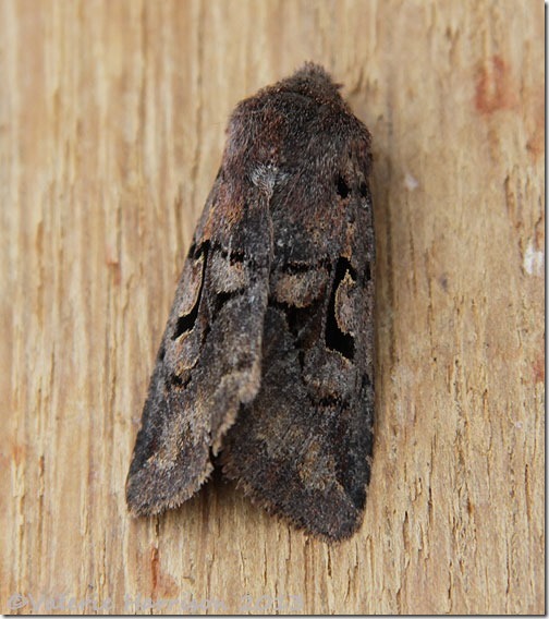 hebrew-character-2 (2)