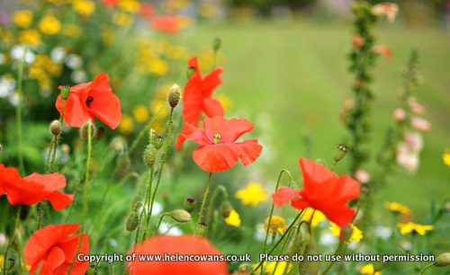 Poppies1