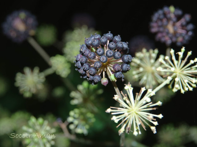 Aralia cordata