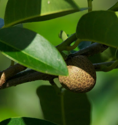 Pond Apple (Annona glabra) 