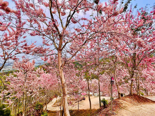 嘉義竹崎阿拉伯的粉紅村花旗木秘境，近400棵泰國櫻花免費入園
