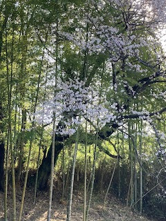 多摩丘陵の竹林と桜