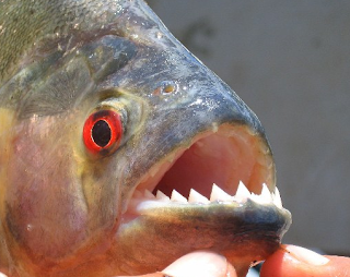 Piranha