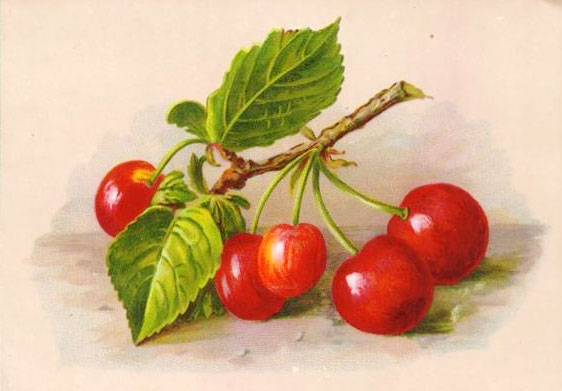 Image ancienne cerises