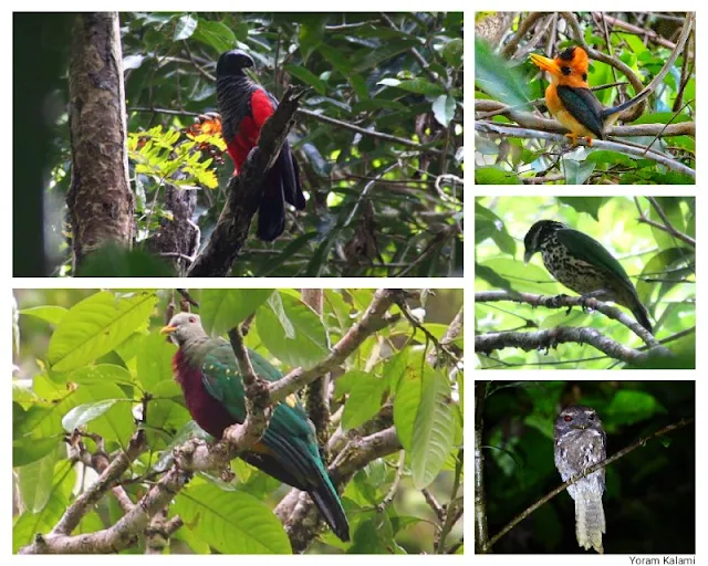 wompoo fruit dove, catbird, new guinea vulturine parrot
