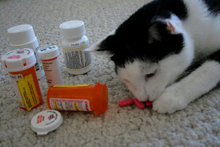 Black and white cat with pill bottles