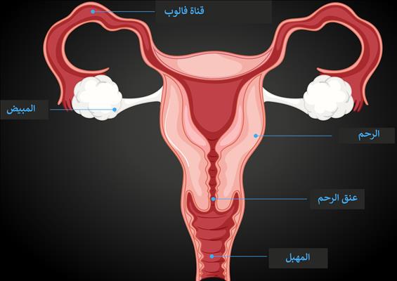 التهاب المهبل البكتيري: فهم وعلاج مشكلة شائعة لدى النساء