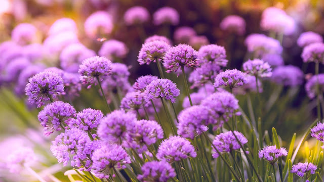 Beautiful Purple Flowers