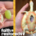Exposed Heart Turtle Flaps Her Arms Whenever Her Dad Comes Near Her Tank