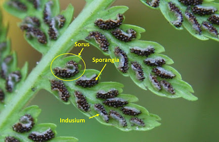 A closeup of the back of a lady fern frond with a labeled sorus, sporangia and indusium.