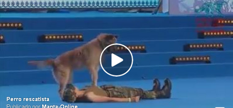 Un perro salva vidas haciendo la reanimación cardiopulmonar