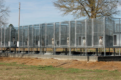 Above the ground kennels can also look like this kennel: