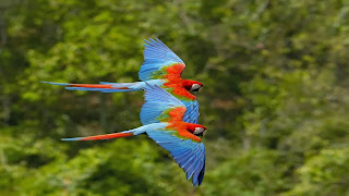 Pasangan burung yang cantik