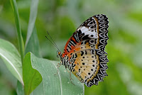 Cethosia cyane