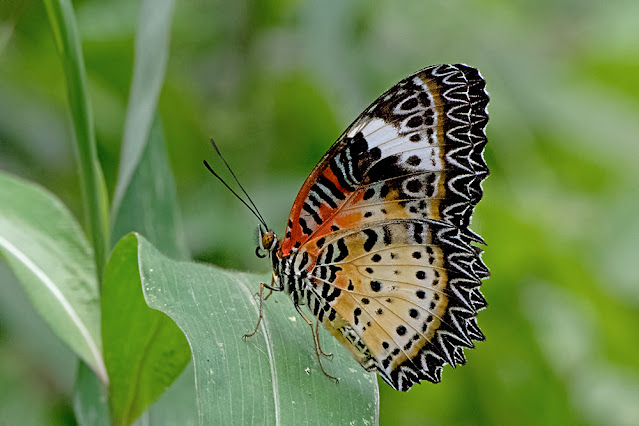 Cethosia cyane