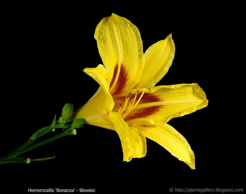 Hemerocallis ‘Bonanza’ - liliowiec ‘Bonanza’