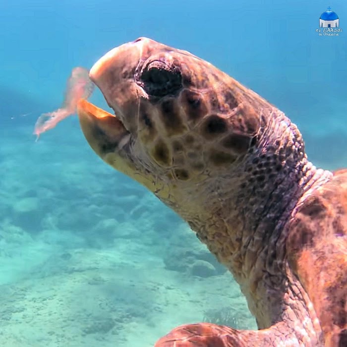 Μάριος, η χελώνα που καταπίνει τις μωβ μέδουσες - sea turtle swallows purple jellyfish in Naxos