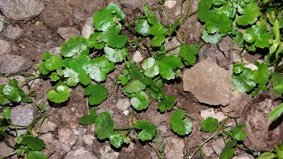 Hydrocotyle sibthorpieides, antanan, semanggi gunung, lawn marsh pennywort