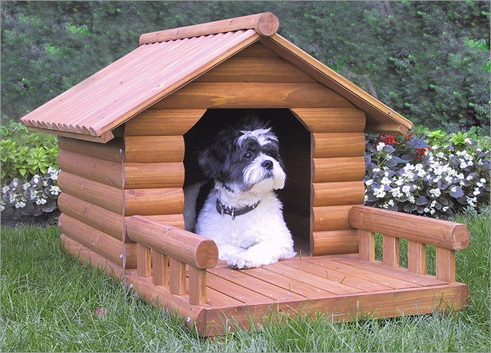 Dog House Training | Dog Training