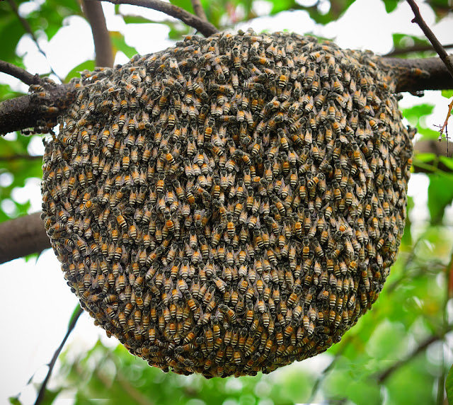 Los eixams se van posá de una caixa (de abelles, arna) a un atra