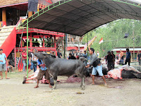 tana toraja sulawesi indonesia