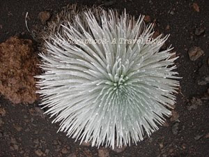 hawaii maui haleakala crater silversword