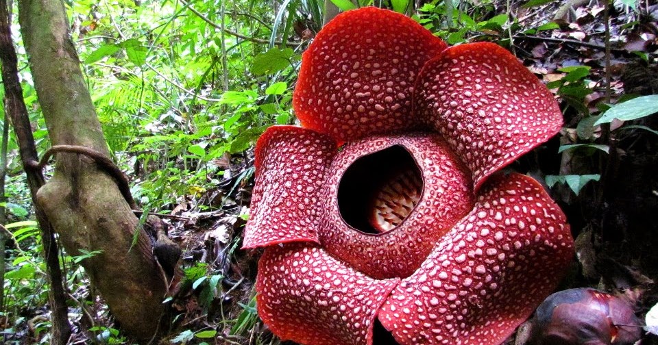 gambar bunga rafflesia arnoldi