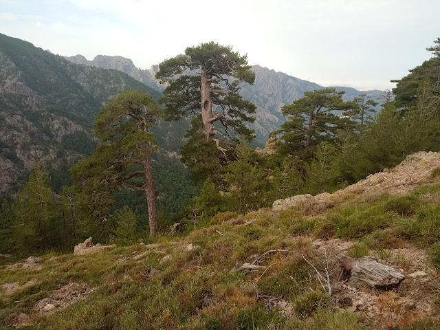 Pins et paysage sur cette dernière étape