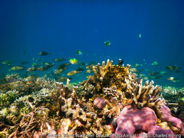 Coral reef at Warduwer beach