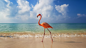Funny animals of the week - 7 February 2014 (40 pics), flamingo on the beach