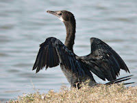 Cormorant Animal Pictures