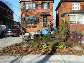 Bloor West Village Front Yard Spring Cleanup Before by Paul Jung Gardening Services--a Toronto Organic Gardener