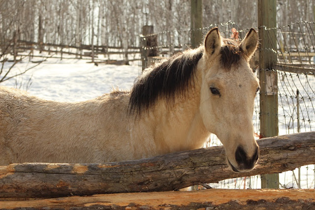 A beautiful white horse