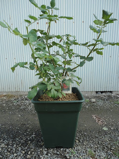 植え替えたローズオオサカ