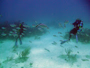 Catalina Island (divers at diving dominican republic)