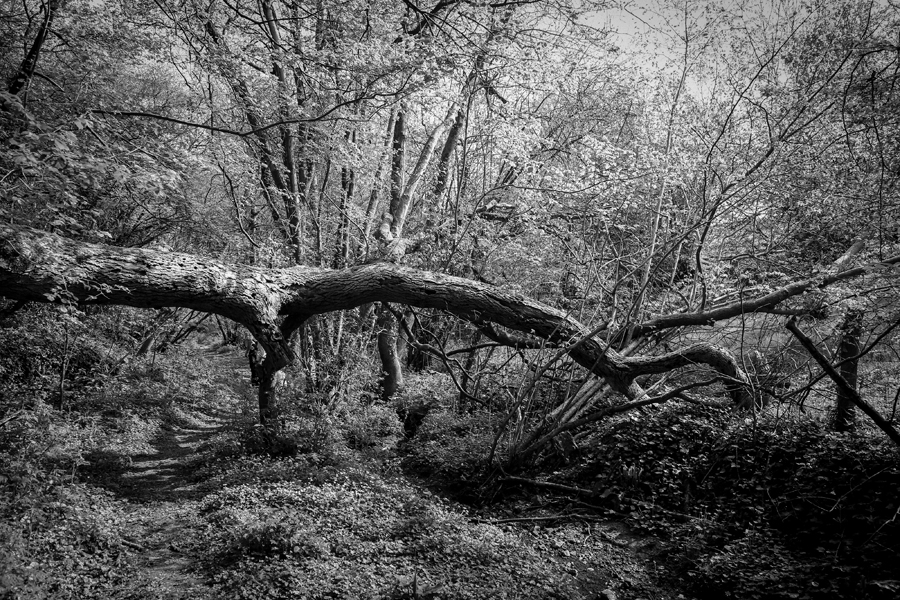 fallen tree