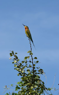 Mein Fav -> Bienenesser - my fav -> bee eater