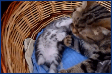Katzenmami putzt ihre Babykatze