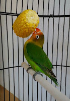 CARA MERAWAT BURUNG LOVEBIRD SECARA LENGKAP