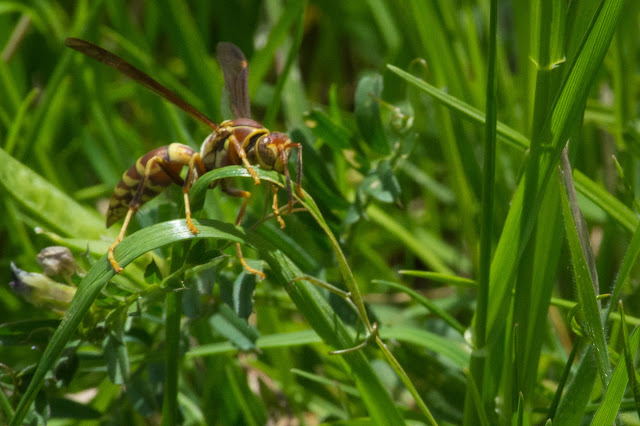 Common Paper Wasp, John Thomas Wildflower Preserve