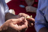 Terranova Ranch almonds