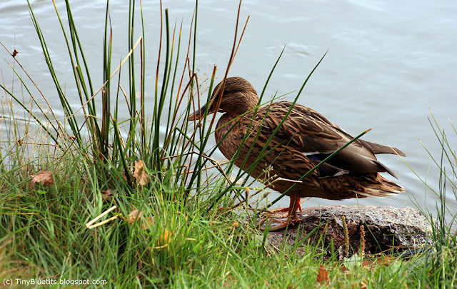 A female mallard asked me some food.