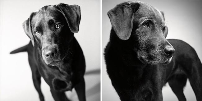 Dog Years Pictures Of Aging Dogs That Will Make Dog Lovers Cry - Corbet: Two years and 11 years