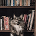 Never Too Late: if you missed the IPKat last week