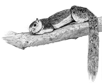 Grizzled giant squirrel illustration_AparnaK